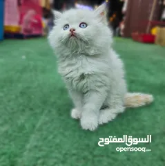  5 همالايا اقرا الوصف