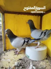  16 15 جواز للبيع مشكلات
