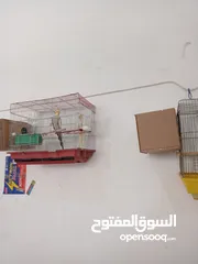  1 طيور كوكتيل بسعر حرق