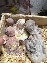  5 طيرة انجليزي رمادية ومخاليف فيش. وفراخ روز للزق اليدوي. الرجاء قراءة الوصف