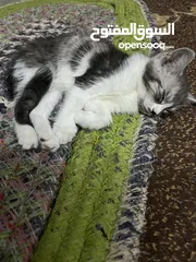  2 قطط همالايا مكس للتبني