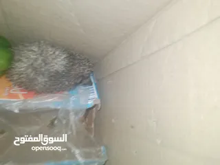  2 قنفذ للبيع في عمان لاردن