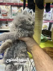  2 شانشيلا لونج هير كيتين أنثى مفطومة عرض نااااار تابع الوصف للأهمية القصوى