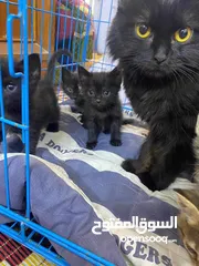  3 قطة شيرازي عيون صفر مع 5 قطط صغيرة