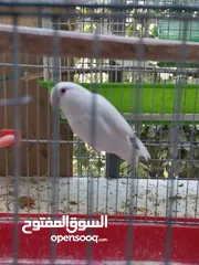  17 جوزين فيشر و روز الأسعار في الأسفل