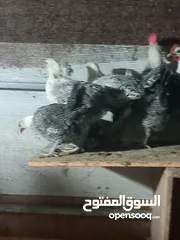  3 دجاج فيومي فضي للبيع دم صافي عمر خمس اشهر