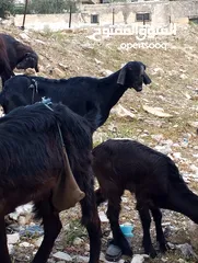  2 ثلاث عنزات وتيس شاميات نخب اول الثلاث والتيس كلهم ريشت الحبه وحده سوده وثنتين دباسي