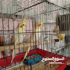  2 جوز كوكتيل لاتينو