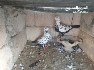  2 حمام للبيع اقرأ الوصف