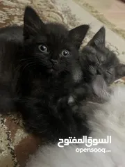  24 للمهتمين فقططط قطط للبيع سيامي وبريتش