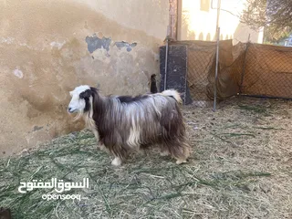  1 حلال للبيع