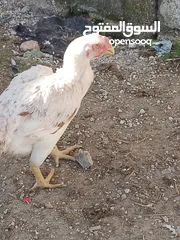  13 دجاج للبيع