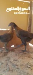  2 فراخ بلدي للبيع