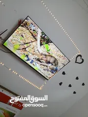  3 شاشه ماجيك اسمارت صلاة النبي وكاله 43 بوصه ولا خشط مع اغراضه