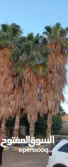  2 نخل واشنطونيا نخب حجم سوبر سوبر جامبو احجام من 9متر ل11متر شغل قصور وفلل اشي مرتب