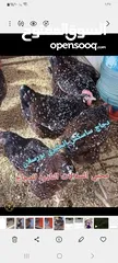  9 جاج زينه لبرجيني ساسكس