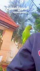 2 درة للبيع عرض مغري