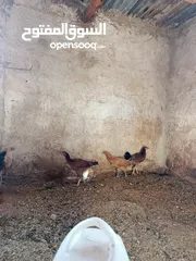  2 دجاج بلدي وبناديق باكستاني للبيع