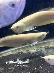  1 سمك زينه مفترس