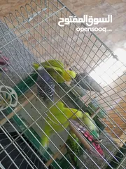 6 طيور حب زواج للبيع اشي مرتب اقرأ الوصف