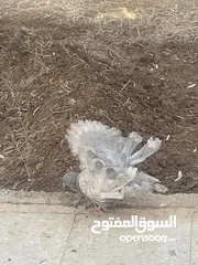  2 حمام هزاز سلك نخب اول