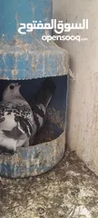  12 حمام مشكل عند صورهن