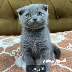  2 سكوتش كتن للبيع