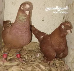  3 حمام جواز بصلات على نبي الحبه ب دينارين واغلبو تحتيو فراخ وبيض