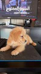  1 Pure Mini Golden Retriever Puppy for Sale – 2 Months Old (Male)  بيور كلب ميني جولدن ريتريفر للبيع