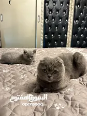  1 قط سكوتش فولد بيور