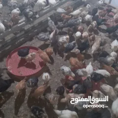  1 صيصان بلدي