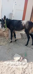  1 حمار  حراث كفاله ركوب من مجاميعو