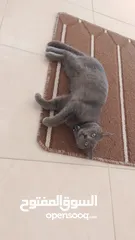  3 قطه للبيع  عمرها خمس اشهر   نوعه برتش  أليف جدا  ولونه gray