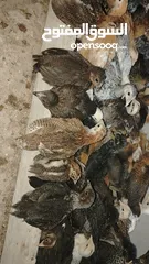  3 صوص لوهمان وبلدي