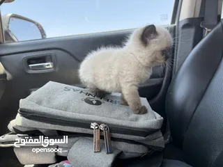  6 كتن همالايا