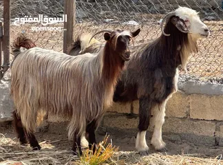  2 شوهات من حلال بني سعيد الاصايل ذكر الله عشرات وسمان ماعليهن كلام وحلال يتاوم مايتفوتن للتربيه