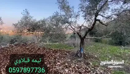  4 قطعة ارض للبيع في محافظة جنين الرامة...700متر مربع سهلية تصلح لجميع الاغراض والمشاريع وصالحة للبناء