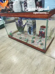  1 للبيع حوض سمك مجهز بالكامل! حوض أنيق بتصميم عصري، يحتوي فلتر .احجار ، صدف، انارة لد، عشب كامل