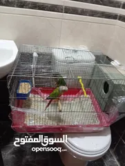  1 جوز كنيور جرين شيك هاي رد شغال للبيع  لا تتصل ألا اذا كنت بدك تشتري