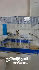  5 للبدل جوز حسون مستوى اول منتج +  ببغاء كساندرا ذكر فحل اليف متكلم حجم دبل دبل دبل جامبو صحه ونضافه