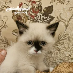  1 قطط راغدول مكس سكوتش