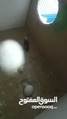  3 جوز حب نخب حبات طويله شغال