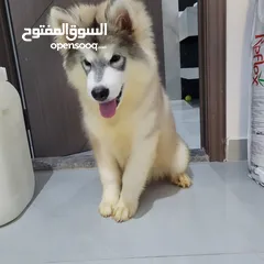  6 مالموت 7 شهور