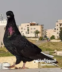  1 فراخ نوريات ومزاهير ( سود ) الرجاء قراءة الوصف