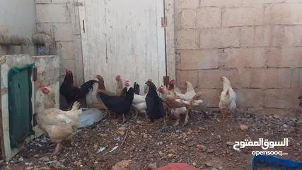  2 11 جاجه وديك نخب النخب