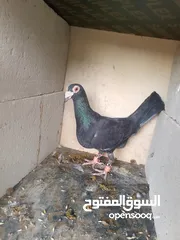  8 حمام للبيع