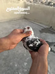  4 تنظيف سطح جوزين بسعر حرق