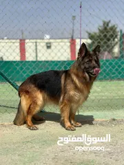  18 بــــــــسعر مغري سامويد وجيرمن
