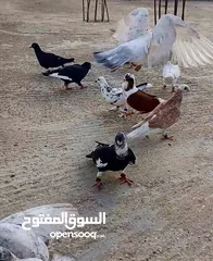  14 طيور موعد+مخاليف السنه