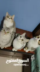  19 Available kittens for sale high quality breed Cats (Silver British breed & Scottish straight breed.)